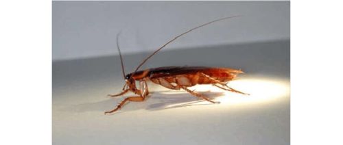 如何有效消灭家里的蟑螂,家里蟑螂多灭蟑螂的方法是什么