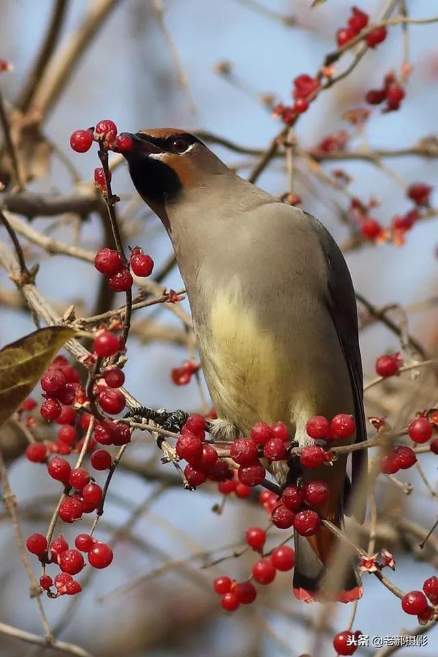 太平鸟图片素材,太平鸟图片大鸟