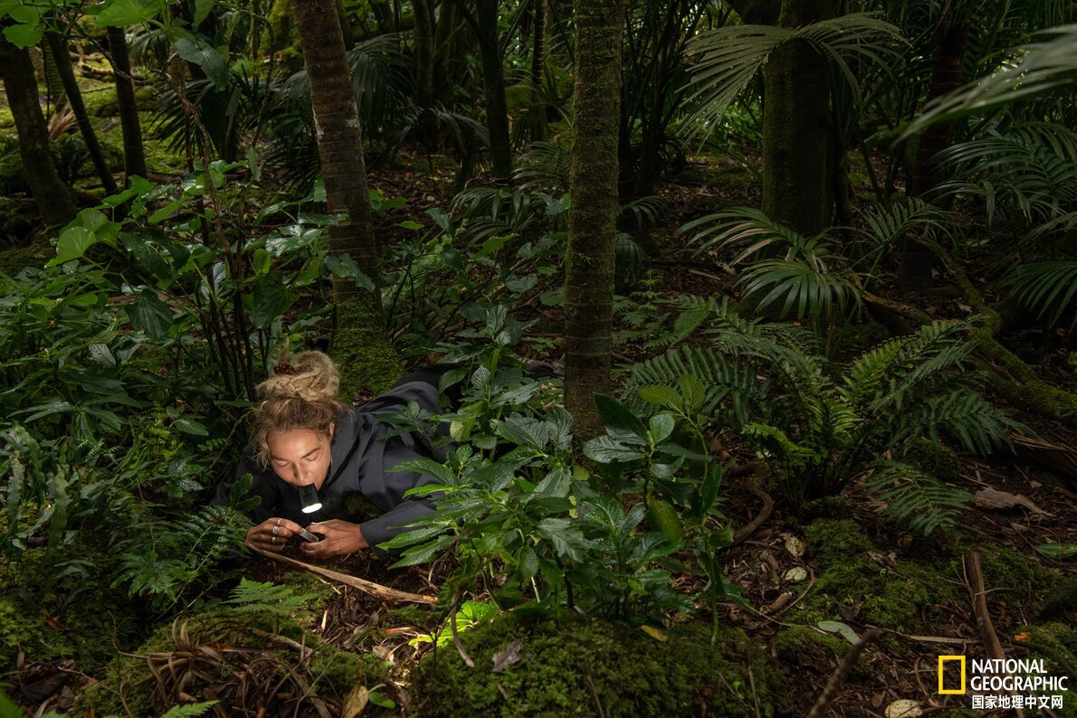 鐏紶澶ф垬榧犲矝,鐏紶澶ф垬鏆楀尯