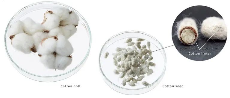 钱和*弹子**都用棉花造，欧洲*火军**商几乎都从我国买它