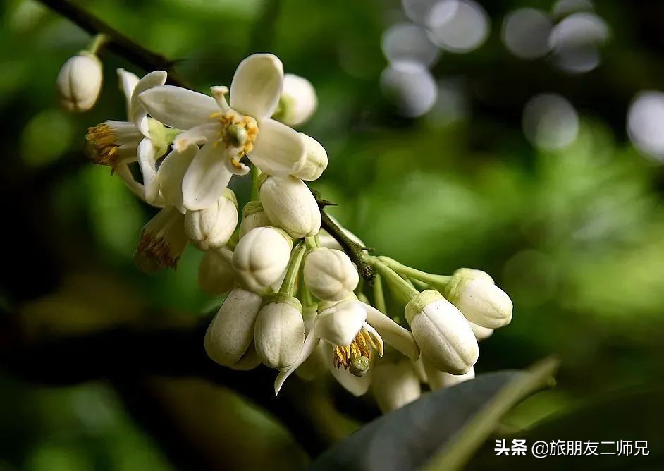 梅州4日3夜旅游路线攻略,春游去哪玩梅州樱花谷