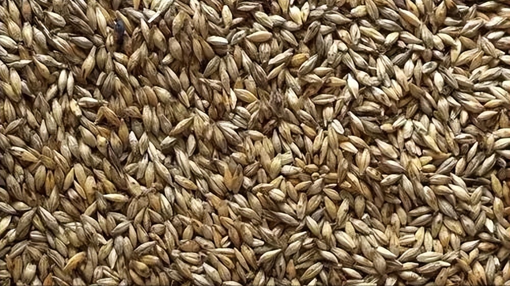 大麦纤维素的特征,研究小麦在人体的化学反应