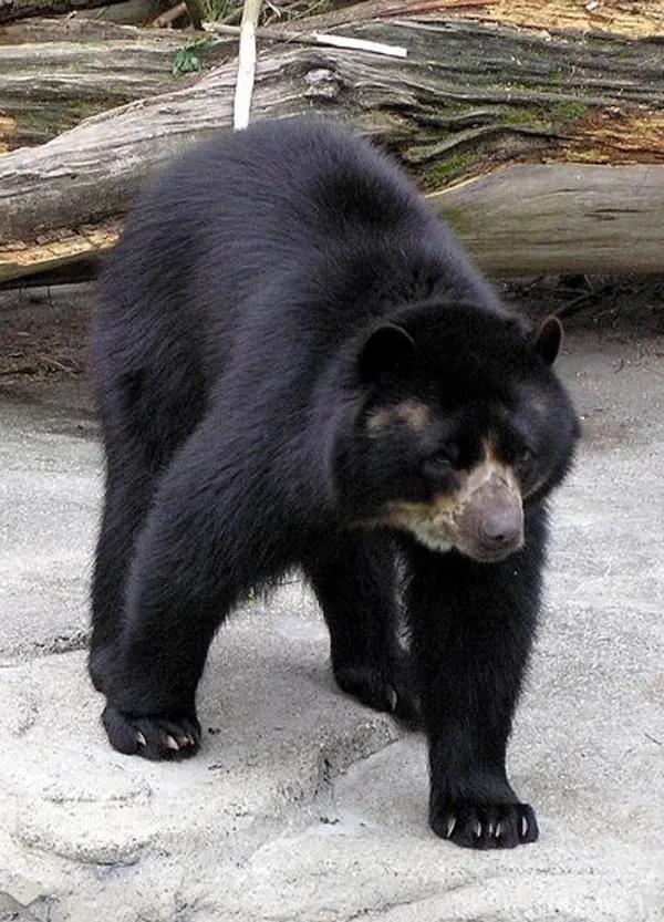 委内瑞拉纸币连号,委内瑞拉纸币演变