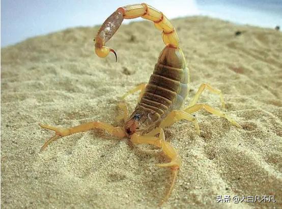 五毒之王排行榜,五毒之王是谁