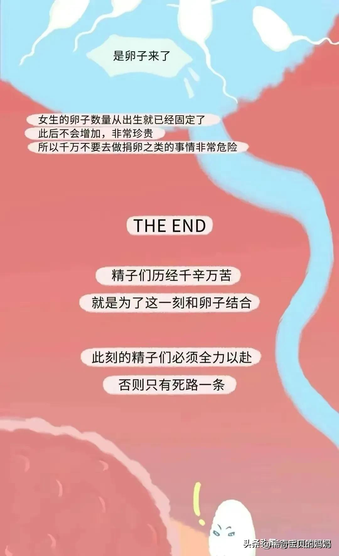 小蝌蚪漫画,科普知识小蝌蚪怎么成长为青蛙