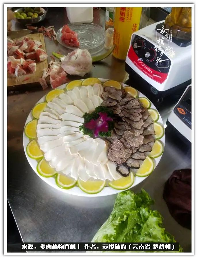 用心种好每一棵多肉,每一棵多肉都是独一无二的