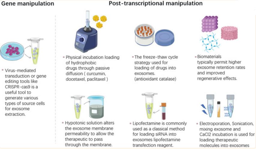 外泌体护肤品运用,国外外泌体应用