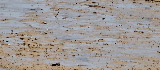 最震撼的红树林,最不真实的红树林