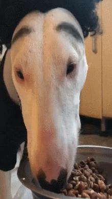 牛头梗为什么少人养,牛头梗这么丑为什么还有人养