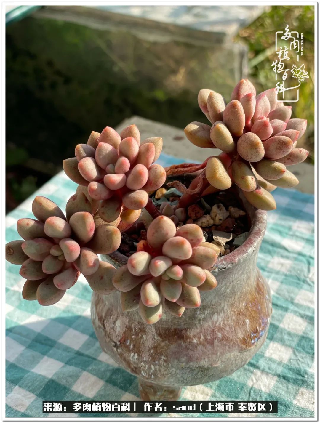 养点花草给生活添点乐趣,养点花花草草心情自然会好