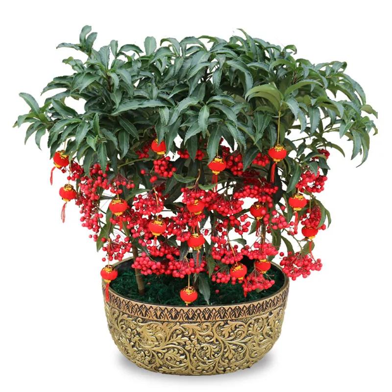 花开富贵花卉图片大全,金玉满堂花图片