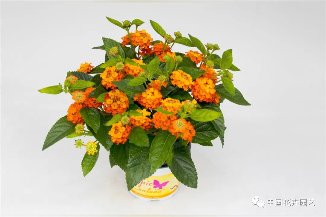 鑺卞崏鍝佺灞曠ず,鏂颁紭鑺卞崏鍝佺灞曠ず