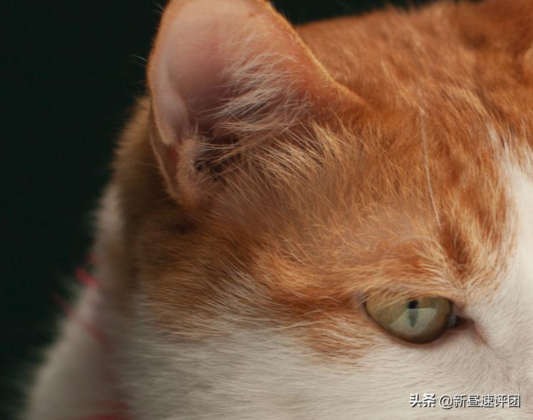 佳能ef501.8stm近摄评测,佳能ef500f4.5镜头还值得买吗