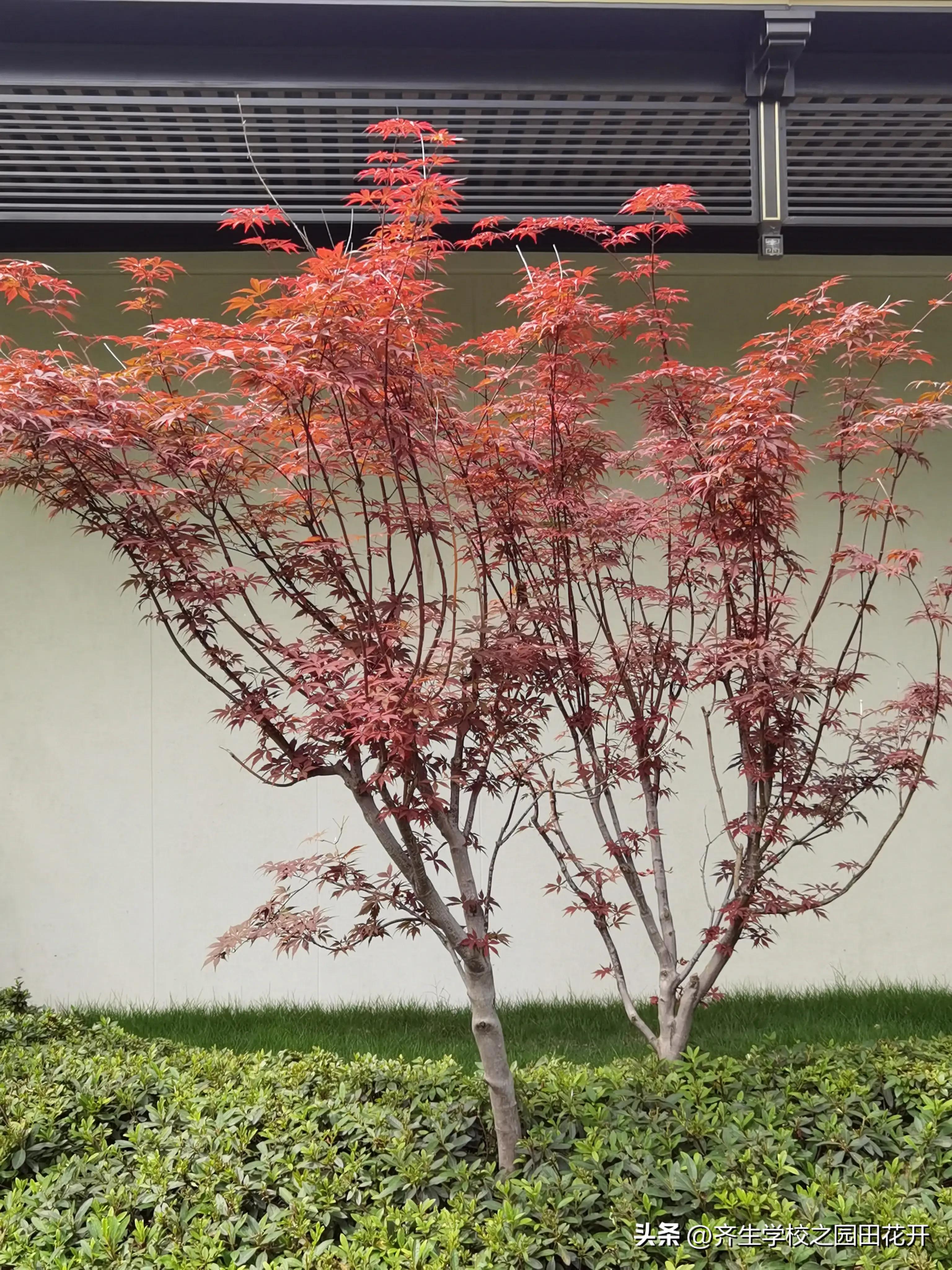 理想花园质量问题,花园庭院设计2024年新趋势