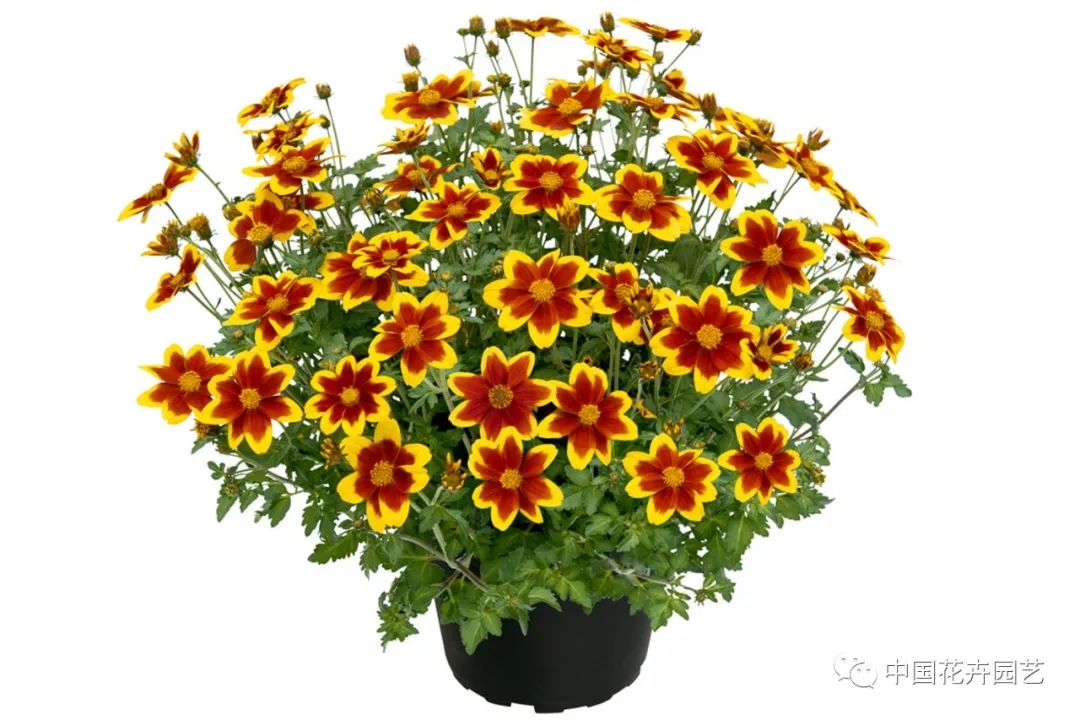 鑺卞崏鍝佺灞曠ず,鏂颁紭鑺卞崏鍝佺灞曠ず