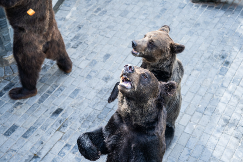 安吉中南百草园二天一夜攻略,安吉中南百草原刺激游乐项目