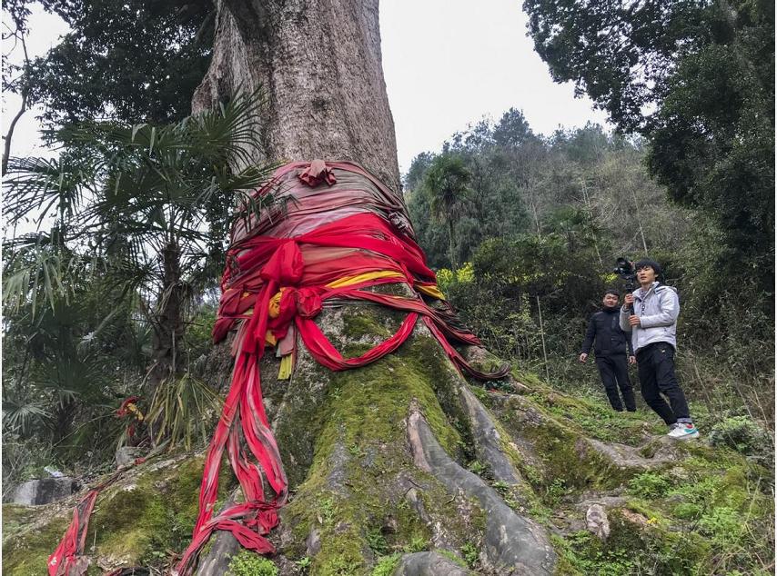一棵树价值十亿,一棵金丝楠木价值2.5个亿