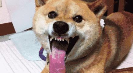 柴犬十大禁忌人群,日本柴犬十大禁忌