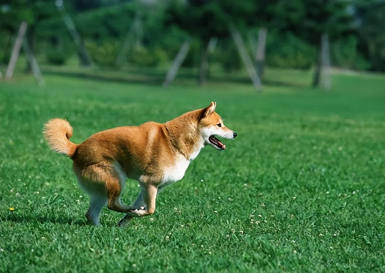 狗狗细小治好后会传染给别的狗吗,狗狗得了细小死亡后还能喂狗狗么