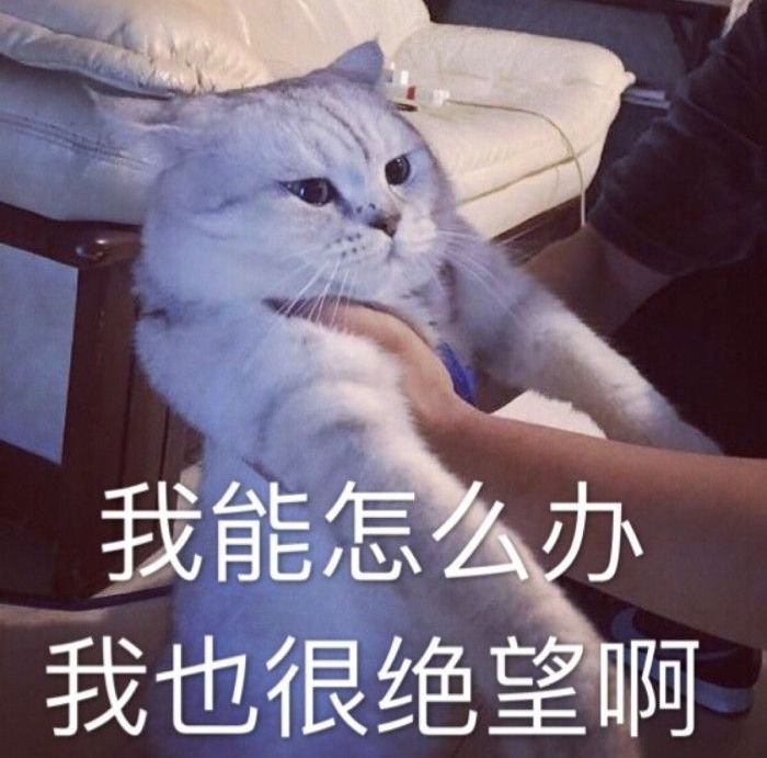 猫咪发情怎么办,公猫咪剃毛后发情怎么缓解