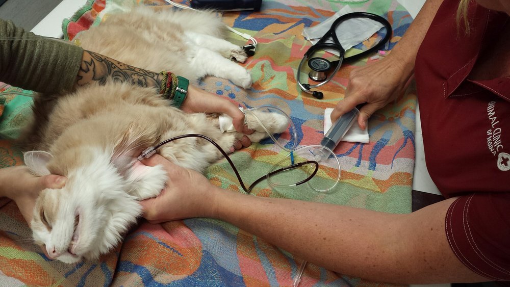 没养过猫的你知道猫咪的小秘密吗 (养猫人必须要知道的猫咪知识)