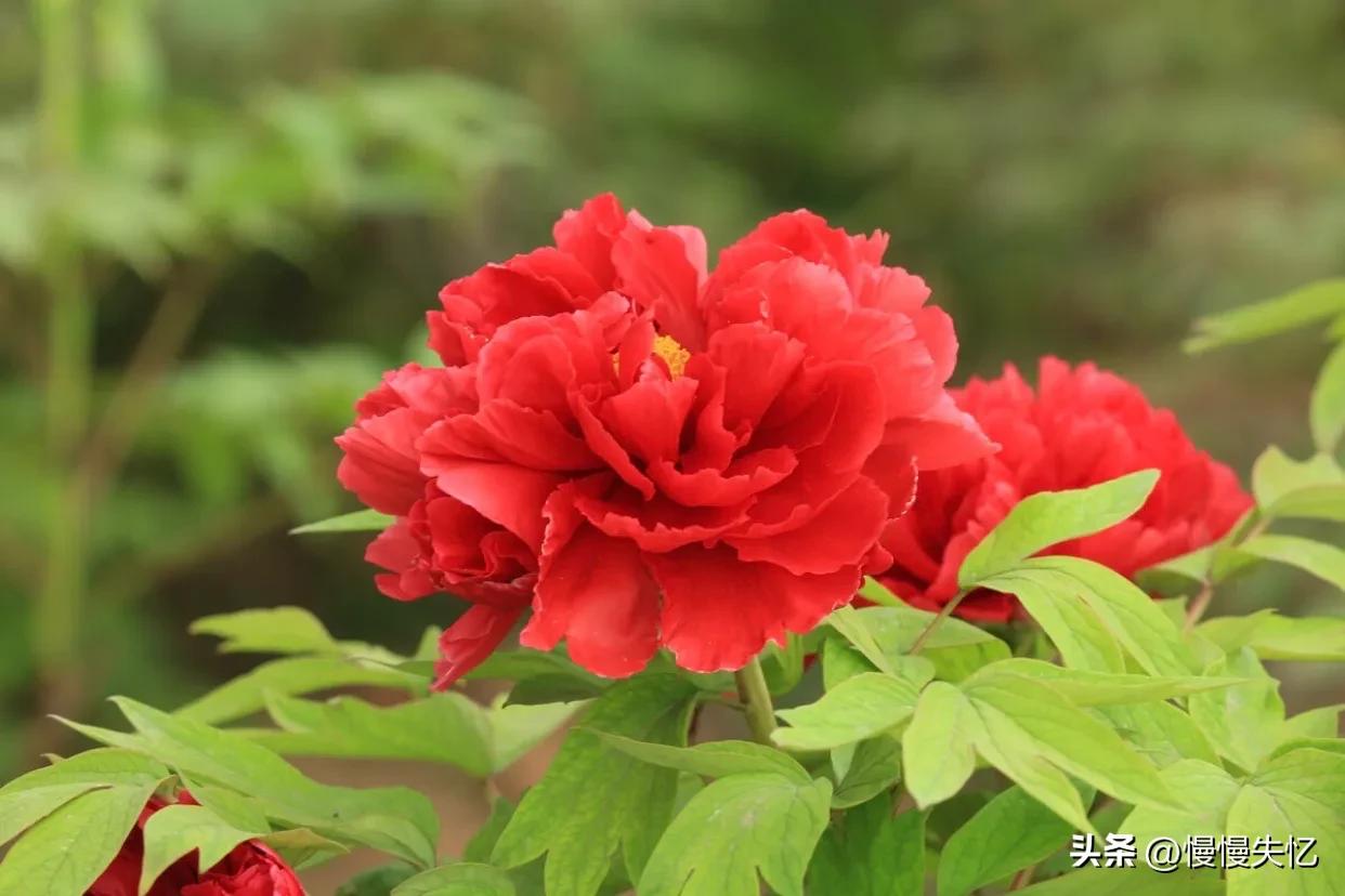 宋朝牡丹诗词,历代咏牡丹花诗词大全