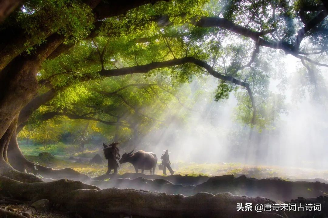 布谷声声催麦熟诗词,布谷催麦熟