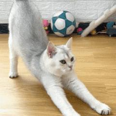 刘雯高级感,刘雯的脸型适合的风格