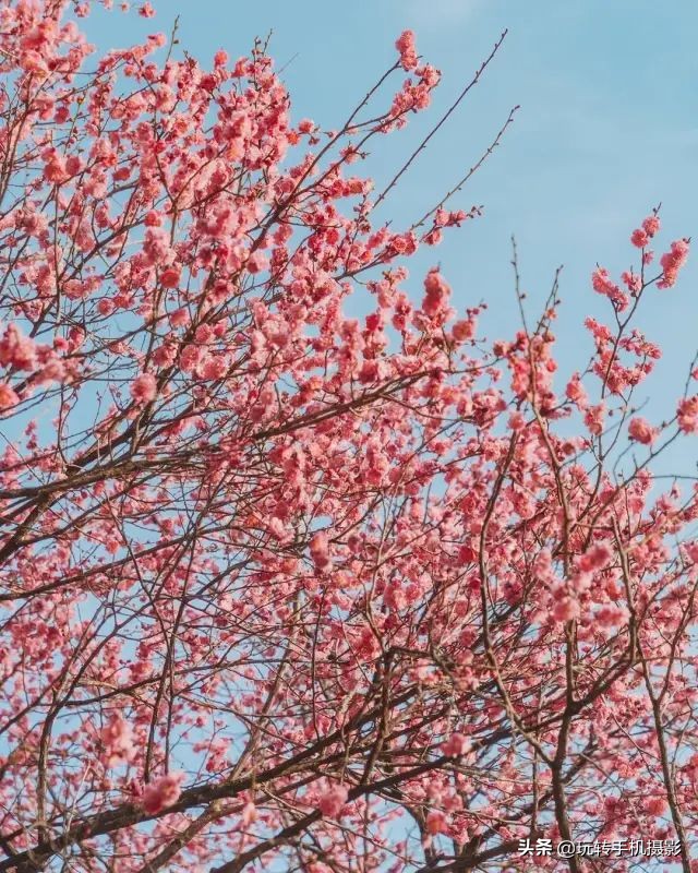 用什么可以拍出美丽花草的照片,6个技巧拍好花卉照片