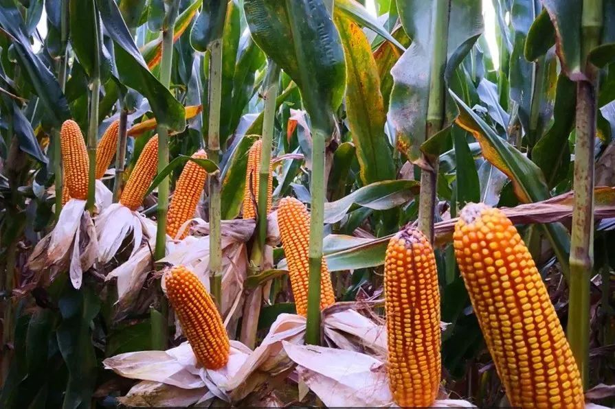 农业农村部推广的玉米品种有哪些,2023年首选玉米品种
