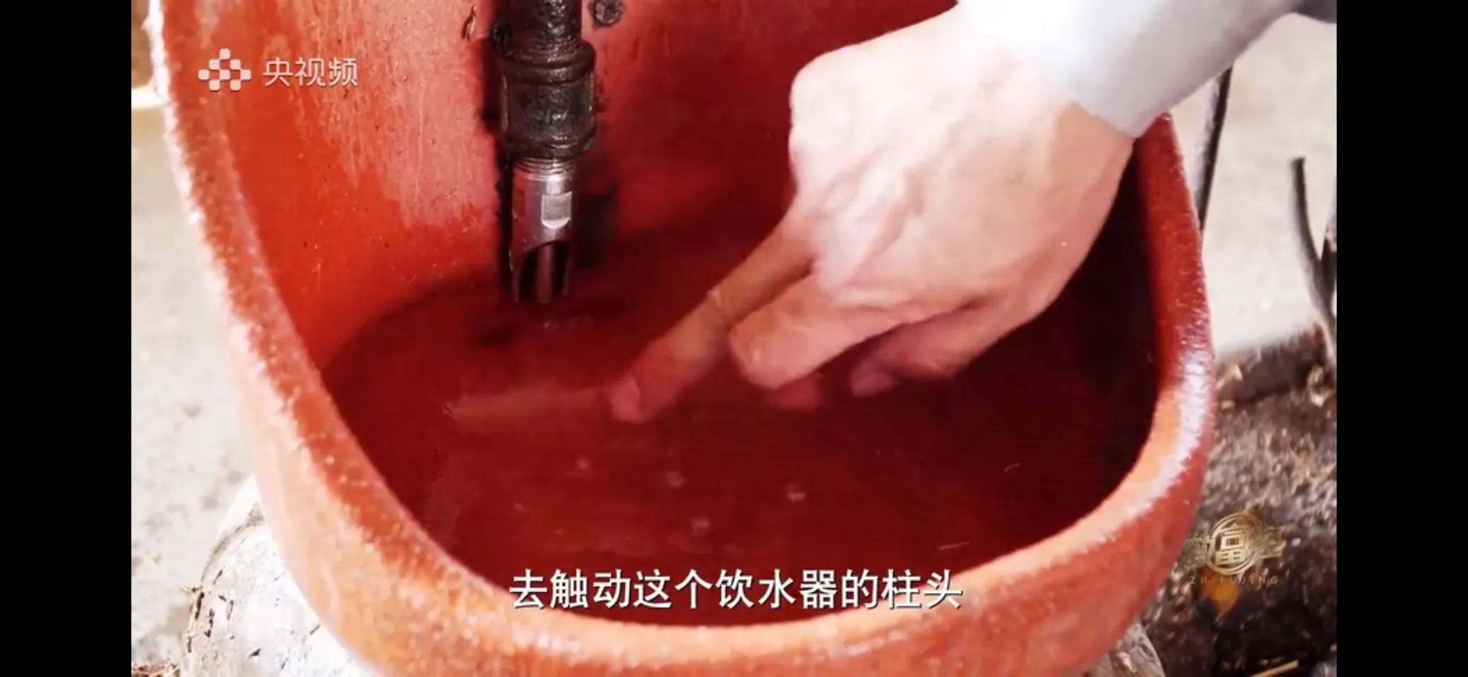 小伙子养猪5年后挣钱5多亿,农村小伙养猪赚过亿