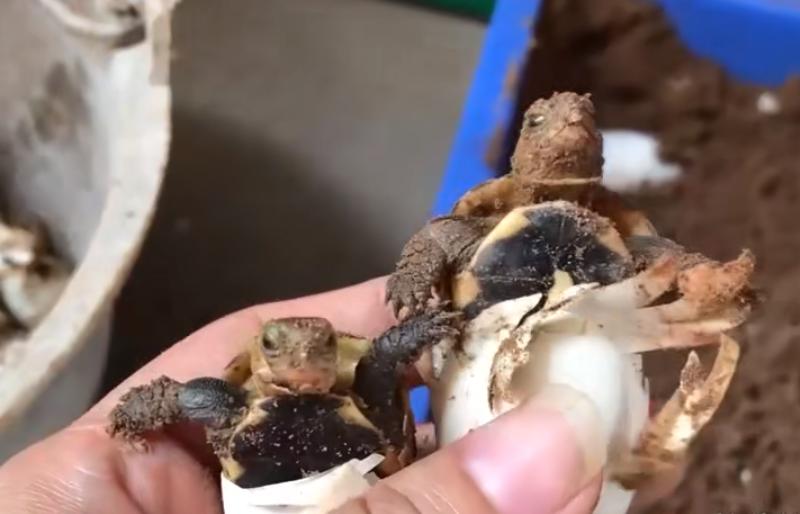 新到的黄缘闭壳龟龟苗怎么处理,黄缘闭壳龟龟苗龟粮推荐