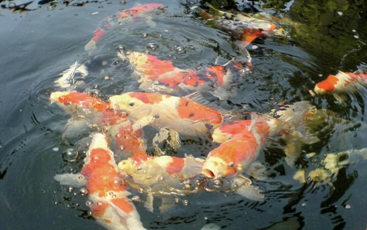 常见的观赏鱼有哪些？大概多少钱？