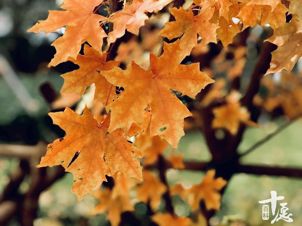 一行禅师寄语,一行禅师生日