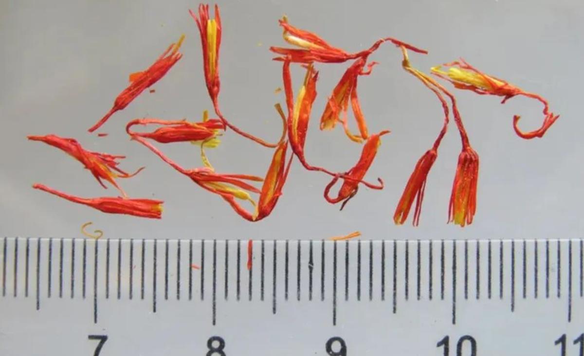 为什么国外都卖藏红花,为什么藏红花有贵有便宜