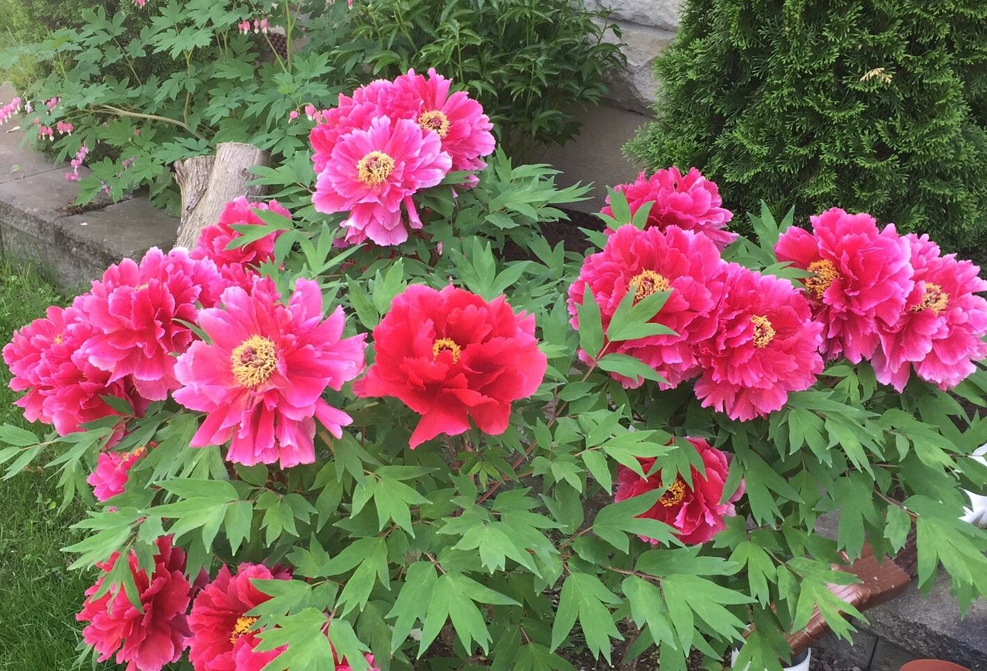 花卉的12星座，每个月份都不一样，看看你对应的是哪种花