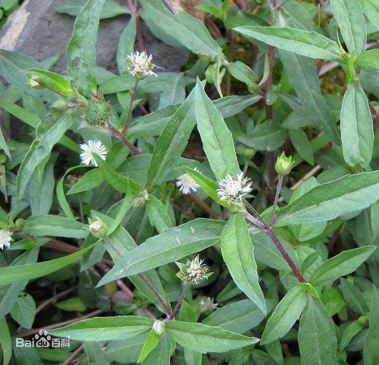 中医深度诠释墨旱莲的功效,墨旱莲补肝肾明目