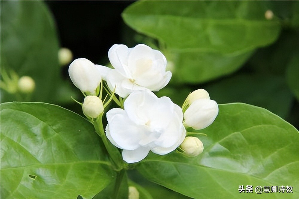 满分作文我的植物朋友三年级,满分作文我的植物朋友300字