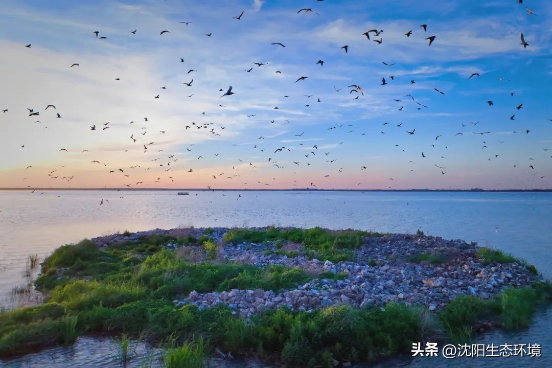 沈阳卧龙湖湿地,卧龙湖湿地公园辽宁