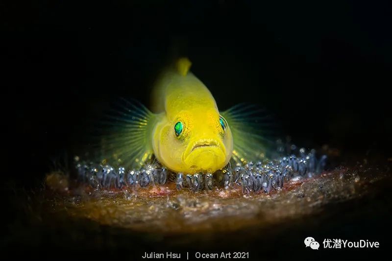 大海水下摄影作品欣赏,oceanart