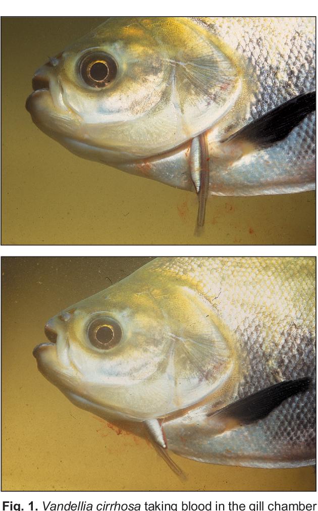 亚马逊河里有哪些特有鱼种,亚马逊河里都有什么鱼