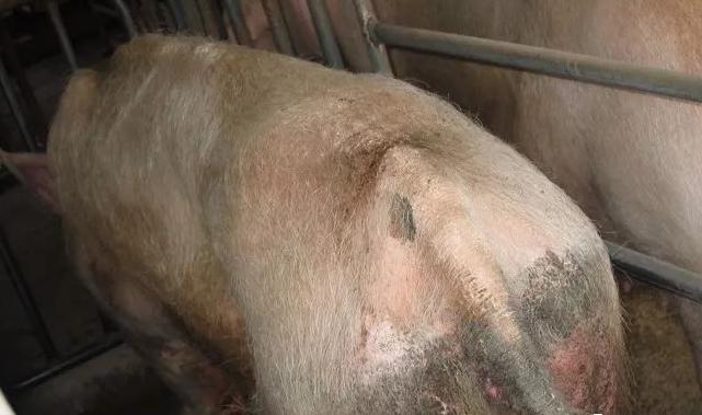 断奶母猪不吃食腿疼,断奶母猪不受孕