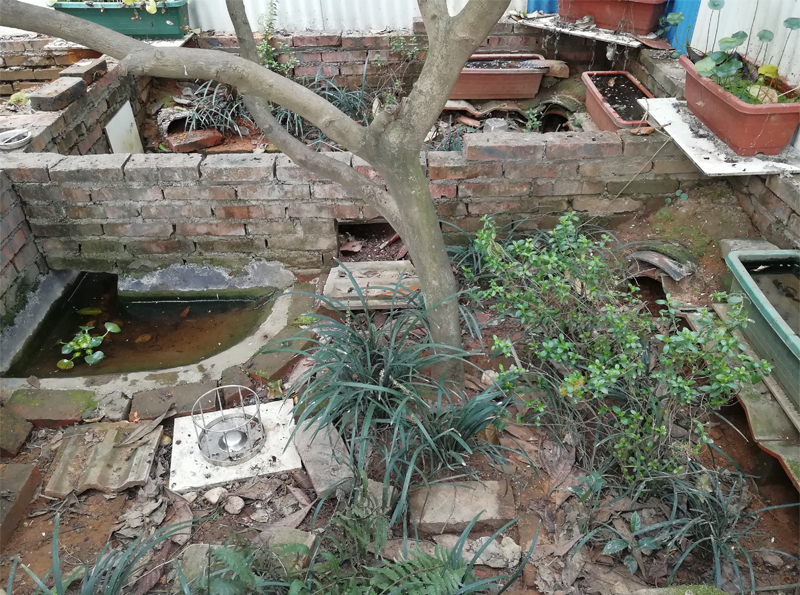 80cm鱼缸造景黄缘闭壳龟造景布局,黄缘闭壳龟450克到550克有多大