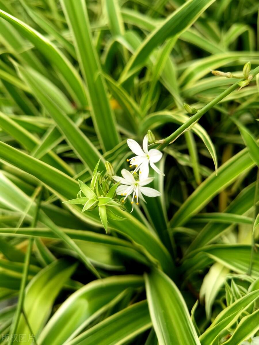 吊兰生虫子了怎么办,吊兰水培烂根长虫子