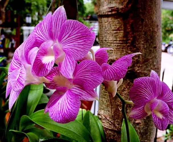 石斛花颜色金黄,大自然石斛花