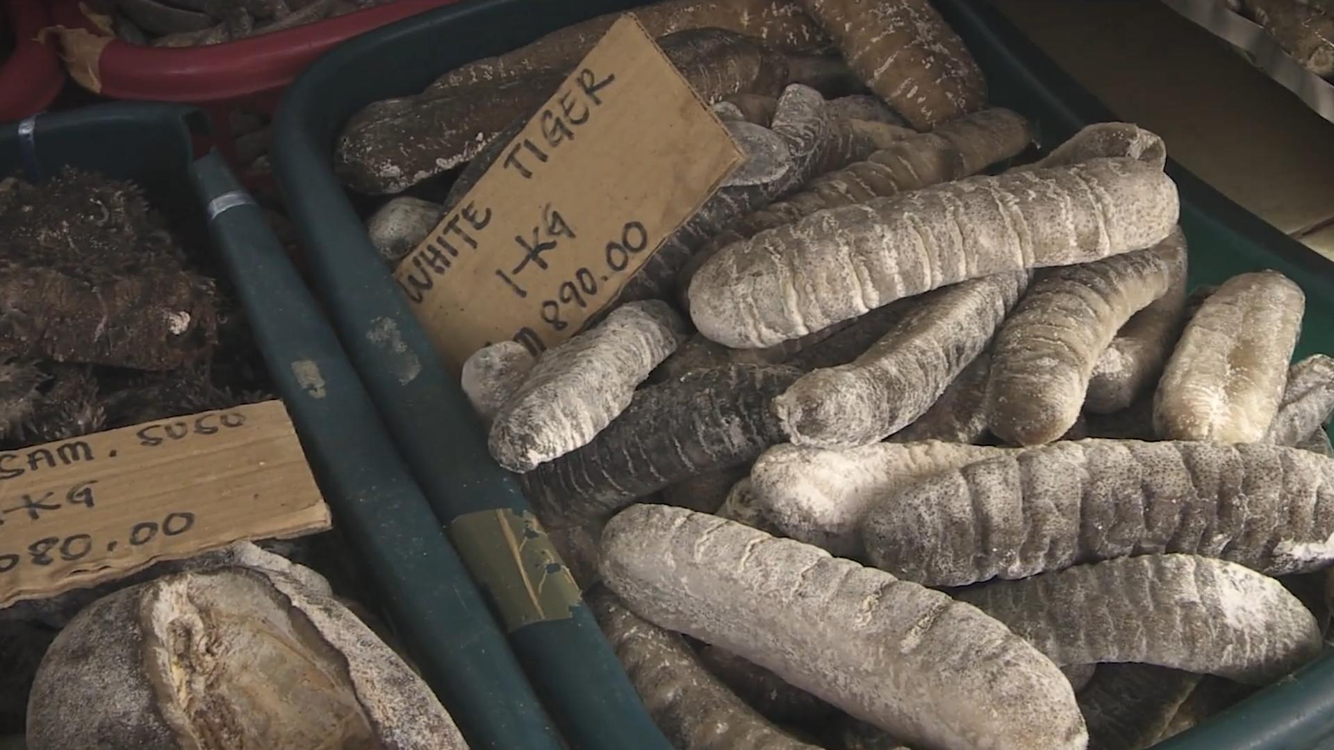 顶级海参多少一头,中国的足球队吃哪家的海参