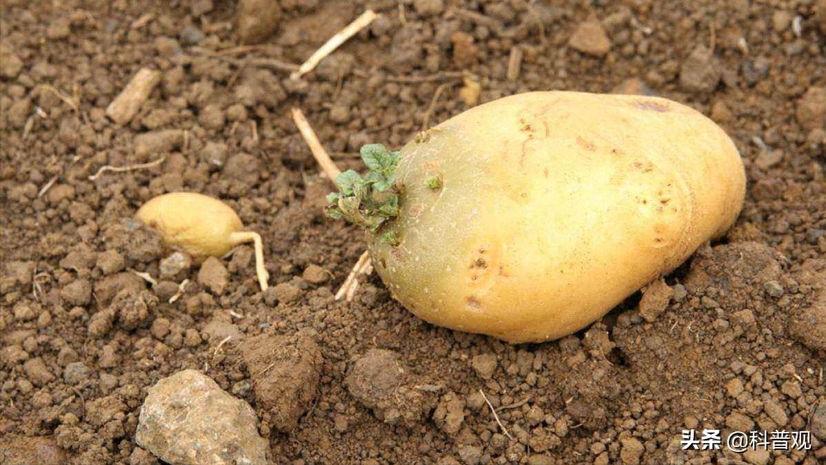 12种发芽的食物不能吃,六种发芽的食物能不能吃涨知识