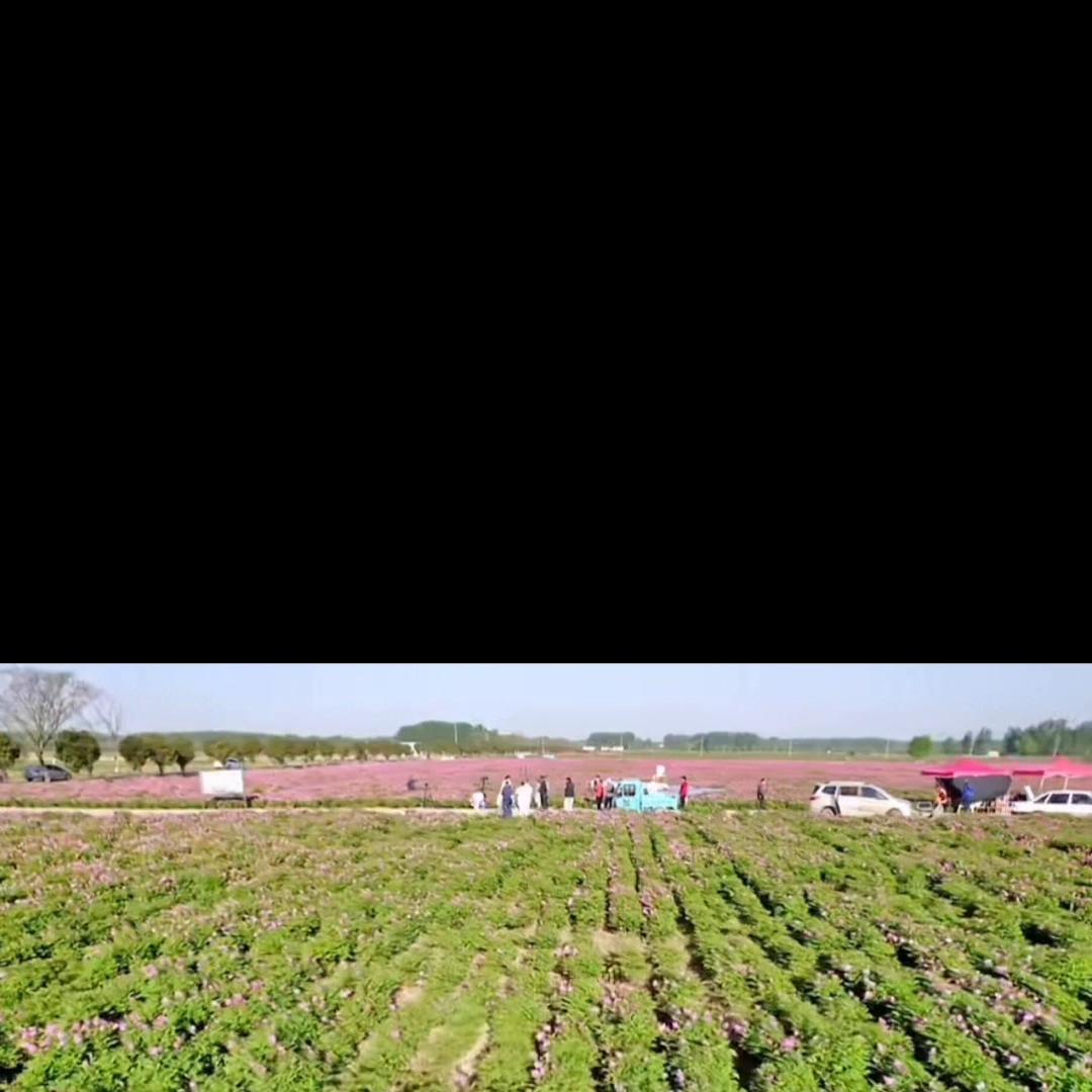 直播和短视频哪个更重要#渠联社