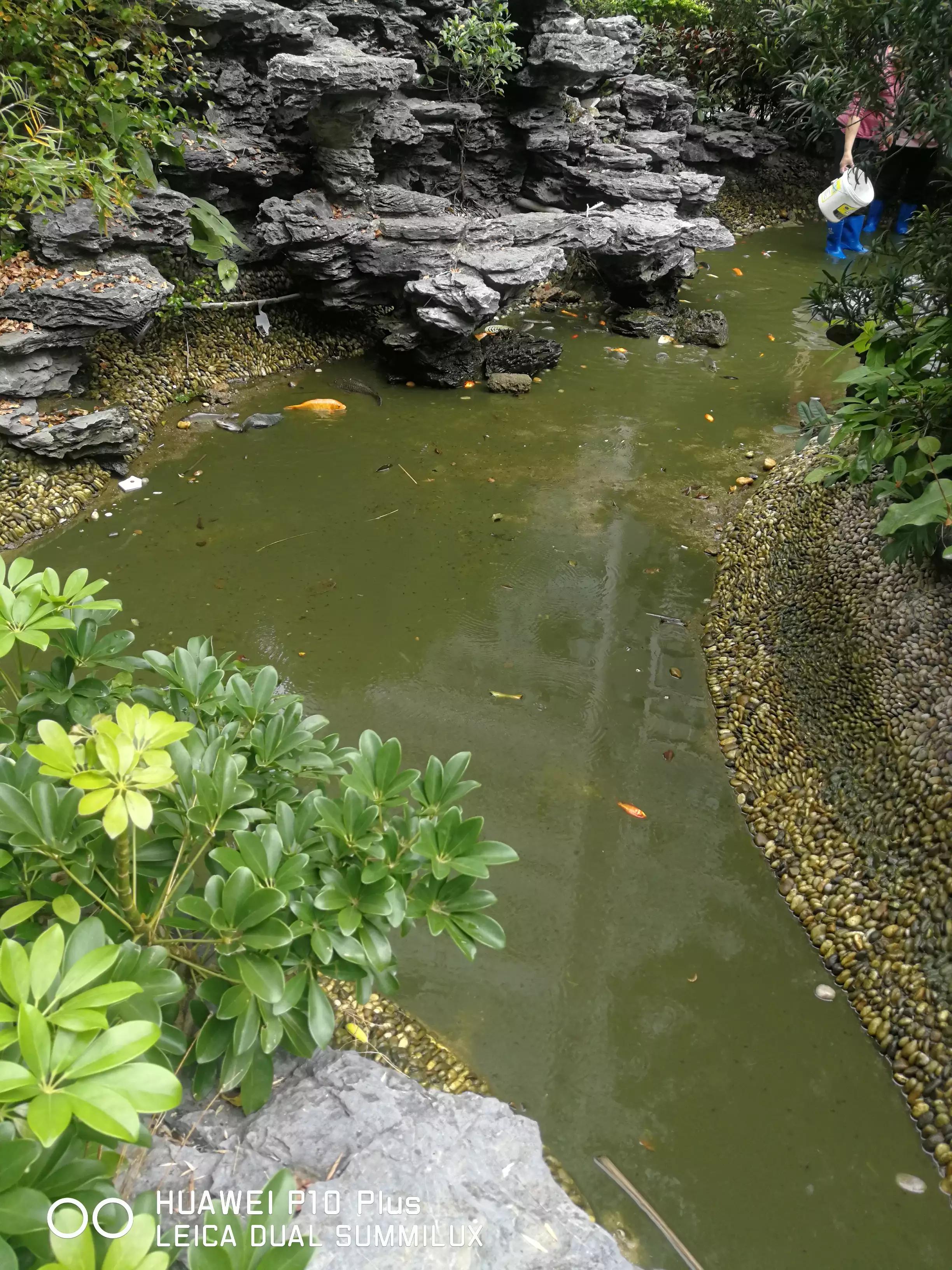 清除被水葫芦污染的鱼池,清理污水池淤泥对人有啥危害