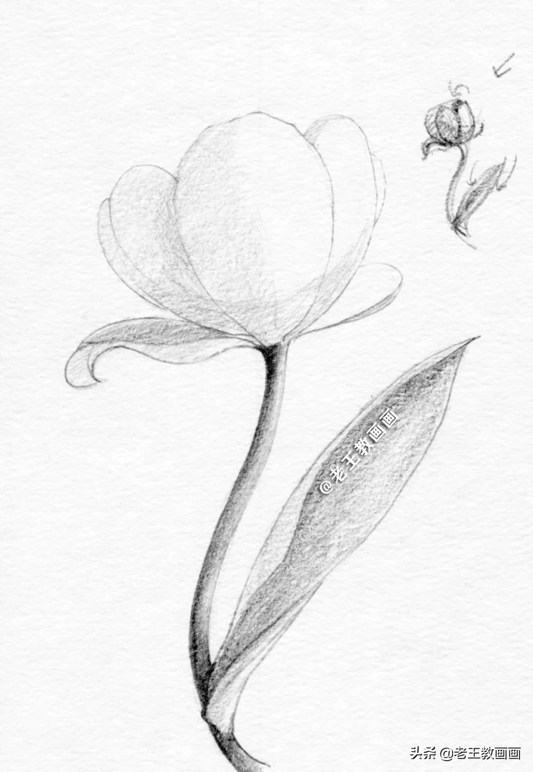 用铅笔画一幅花儿草儿真美丽的画,花儿风景画铅笔画